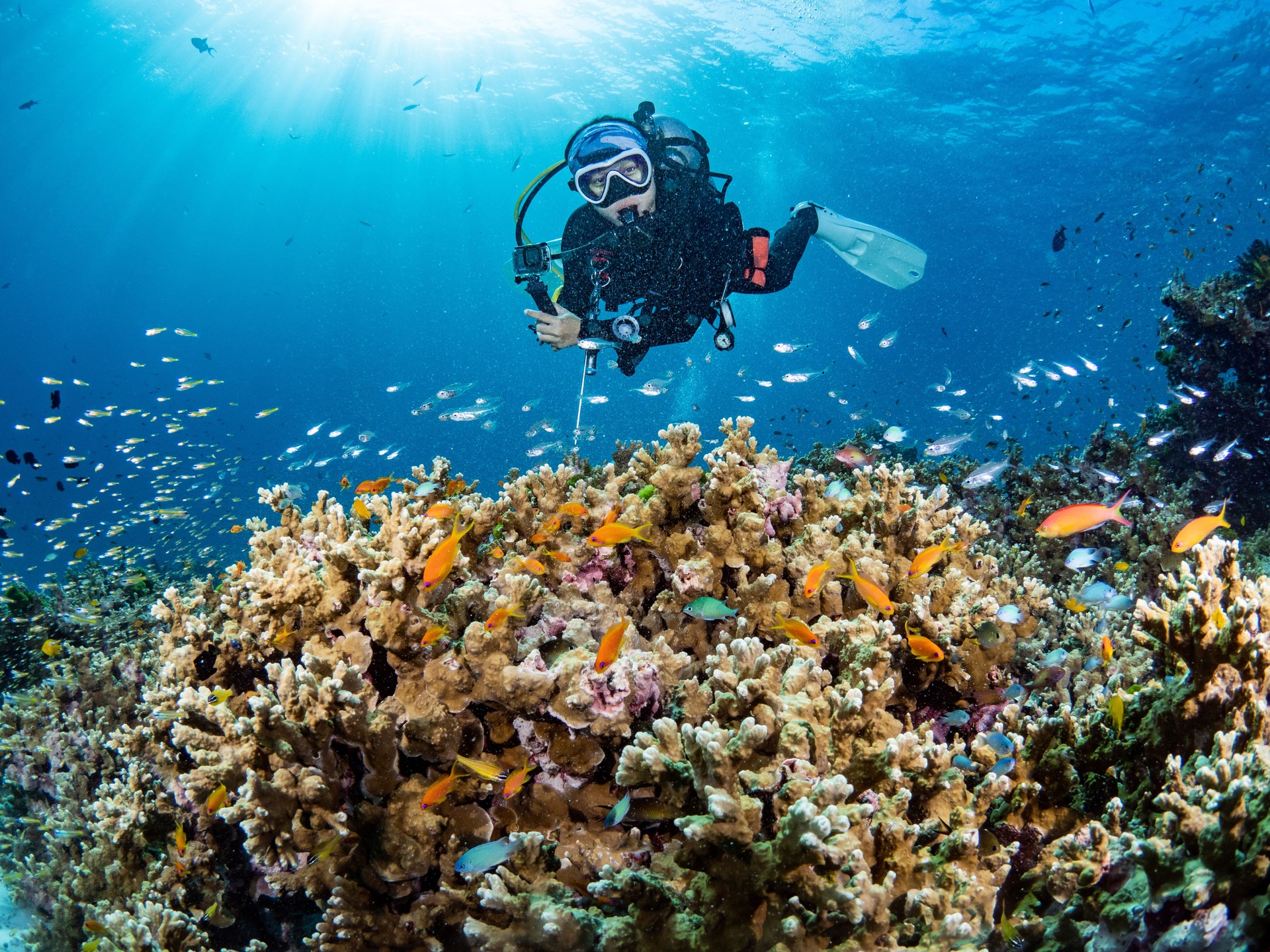 Female diver posing over hard coral reef with a school of anthias fish and other marine life. Scuba diving experience in Andaman sea, Thailand. Female diver posing over hard coral reef with a school of anthias fish and other marine life. Scuba diving experience in Andaman sea, Thailand.