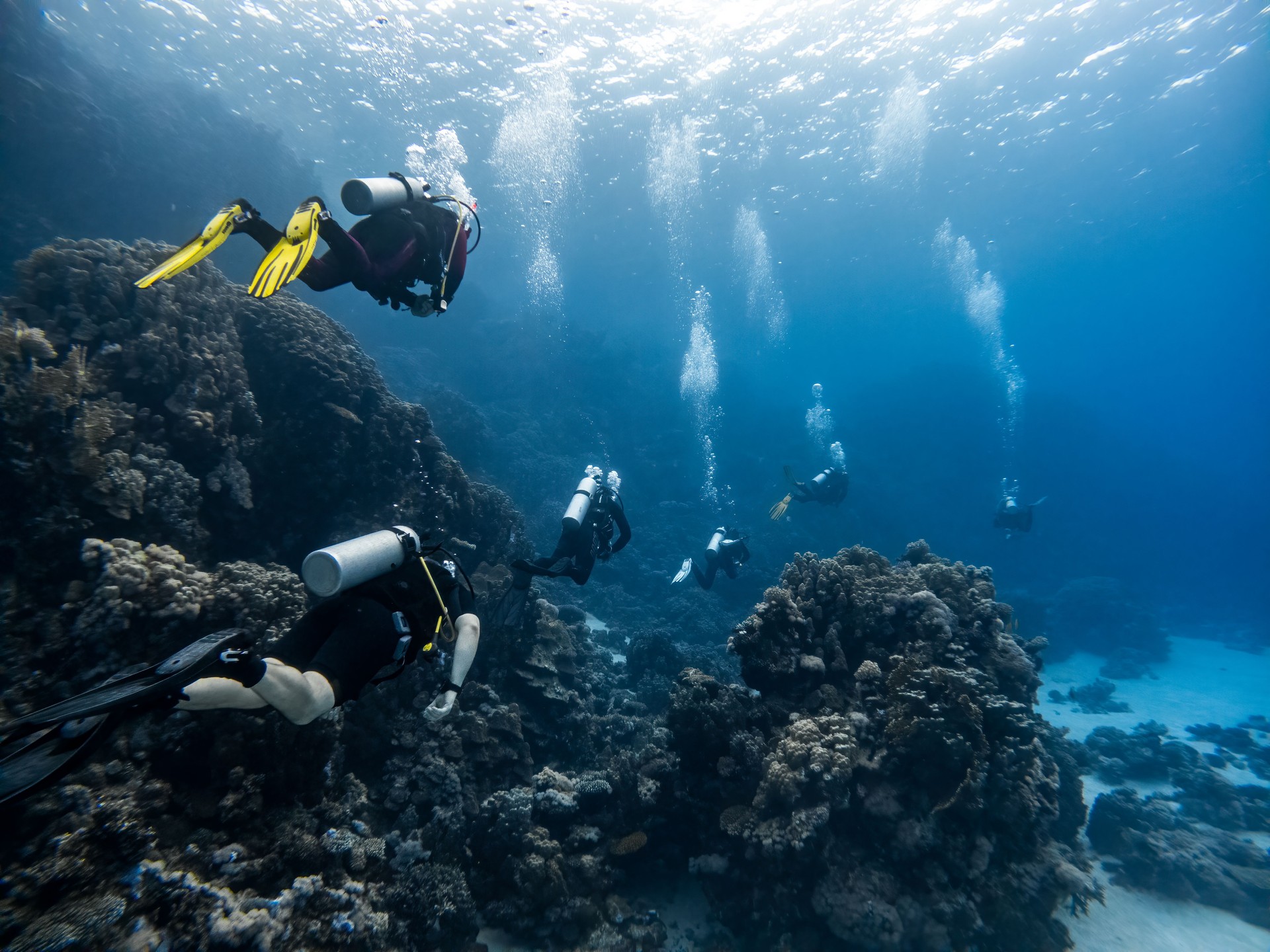 Scuba Diving group on a dive in a Coral Reef in the red sea Scuba Diving group on a dive in a Coral Reef in the red sea
